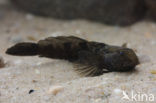 marble goby (Oxyeleotris marmoratus)