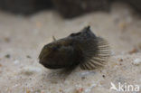 marble goby (Oxyeleotris marmoratus)