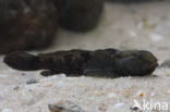 marble goby (Oxyeleotris marmoratus)