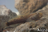 marble goby (Oxyeleotris marmoratus)