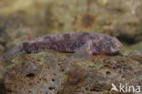 marble goby (Oxyeleotris marmoratus)