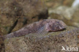 marble goby (Oxyeleotris marmoratus)