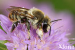 Megachile lagopoda