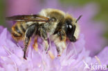 Megachile lagopoda