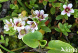 Sea Milkwort (Glaux maritima)