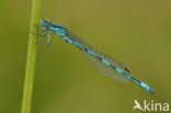 Southern Damselfly (Coenagrion mercuriale) 