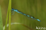 Southern Damselfly (Coenagrion mercuriale) 