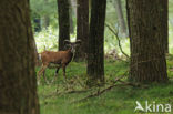 Mouflon (Ovis musimon)