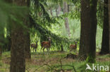 Mouflon (Ovis musimon)