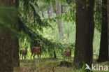 Mouflon (Ovis musimon)