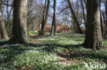 Molen van Frans