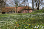 Molen van Frans