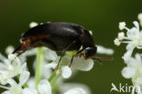 Mordellochroa abdominalis