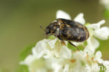 museum beetle (Anthrenus museorum)