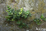 Muurvaren (Asplenium ruta-muraria)