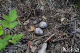 European Nightjar (Caprimulgus europaeus)