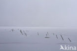 National Park Lauwersmeer