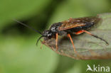 Nematus caeruleocarpus