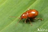 Neocrepidodera transversa