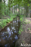 North Brabant