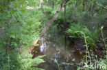 North Brabant