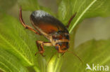 Dytiscus lapponicus