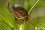 Noordse geelgerande waterroofkever / Noordse geelrandwaterroofkever (Dytiscus lapponicus)