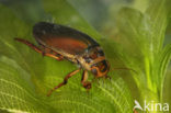 Noordse geelgerande waterroofkever / Noordse geelrandwaterroofkever (Dytiscus lapponicus)