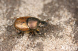 Onthophagus coenobita