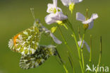 Orange-tip (Anthocharis cardamines)