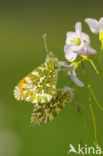 Oranjetipje (Anthocharis cardamines)