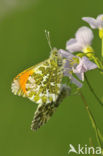 Oranjetipje (Anthocharis cardamines)