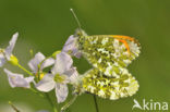 Oranjetipje (Anthocharis cardamines)