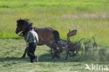 Paard (Equus spp)