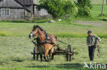 Horse (Equus spp)