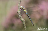 Paardenbijter (Aeshna mixta)