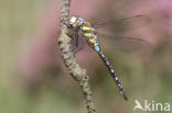 Paardenbijter (Aeshna mixta)