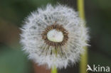 Dandelion (Taraxacum spec.)