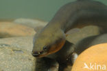 Eel (Anguilla anguilla) 