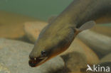 Eel (Anguilla anguilla) 