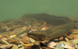 Eel (Anguilla anguilla) 