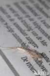 Silverfish (Ctenolepisma longicaudatum)