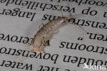 Silverfish (Ctenolepisma longicaudatum)