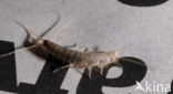 Silverfish (Ctenolepisma longicaudatum)