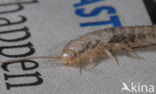 Silverfish (Ctenolepisma longicaudatum)