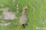 Grey Partridge (Perdix perdix)