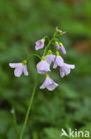 Pinksterbloem (Cardamine pratensis)