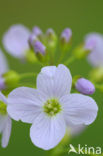 Pinksterbloem (Cardamine pratensis)