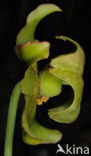 Pitcher plant (Sarracenia sp.)