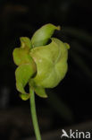 Pitcher plant (Sarracenia sp.)